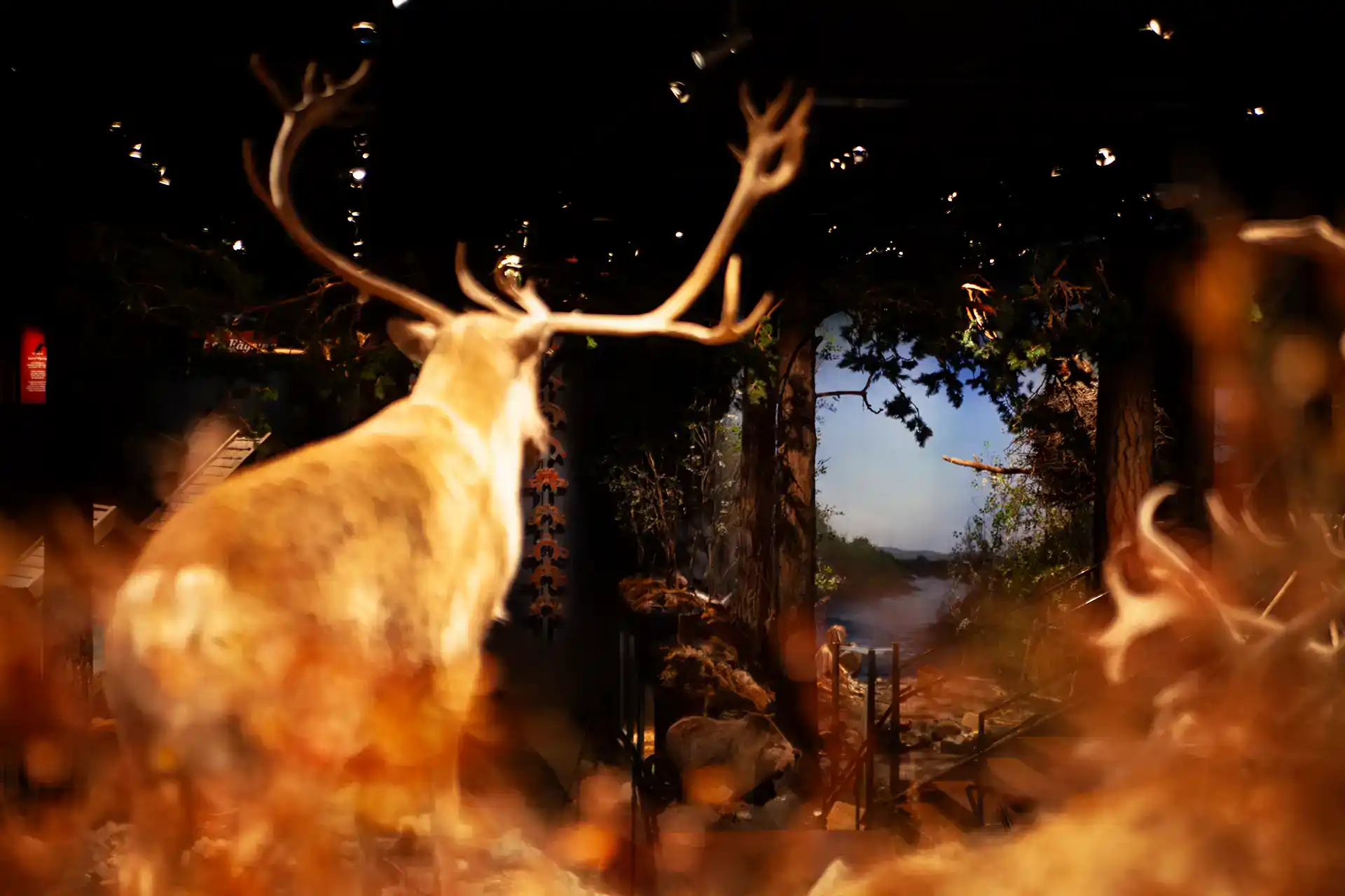 Jämtlands läns museum, Max Green Ekelin